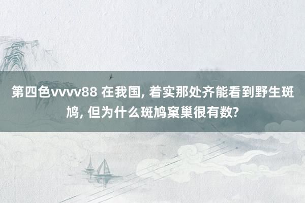 第四色vvvv88 在我国, 着实那处齐能看到野生斑鸠, 但为什么斑鸠窠巢很有数?