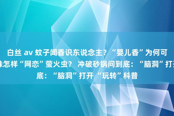 白丝 av 蚊子闻香识东说念主？“婴儿香”为何可东说念主？蜘蛛怎样“网恋”萤火虫？ 冲破砂锅问到底：“脑洞”打开 “玩转”科普