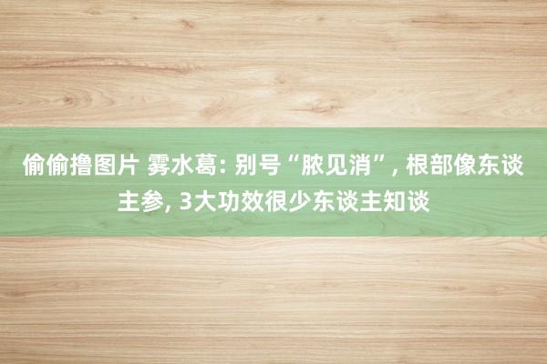 偷偷撸图片 雾水葛: 别号“脓见消”， 根部像东谈主参， 3大功效很少东谈主知谈